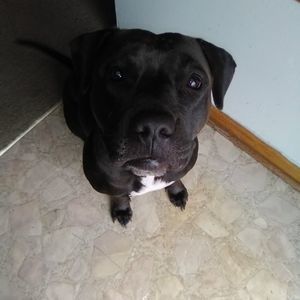 Meet your Posher, Scottie